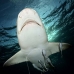shark_lemon_tb_lbb_v_0519_bah0557.jpg